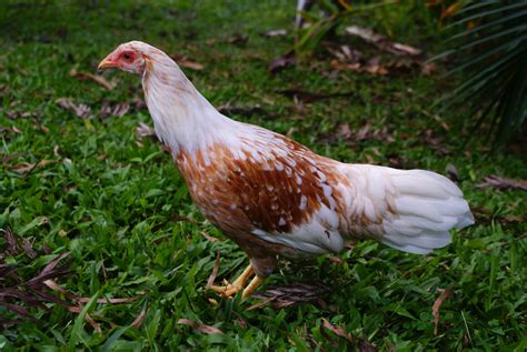 Chicken Breed Focus - Yokohama | BackYard Chickens