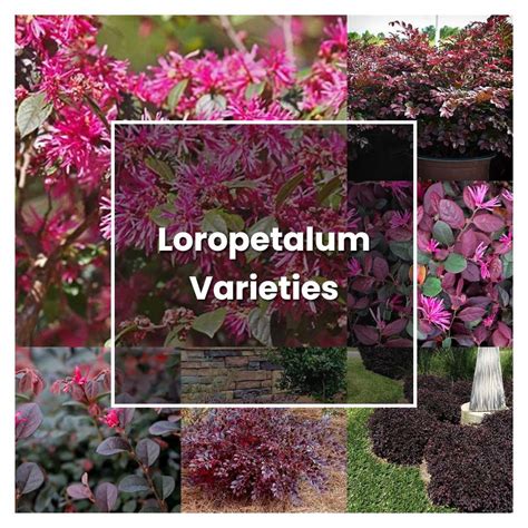 How to Grow Loropetalum Varieties - Plant Care & Tips | NorwichGardener