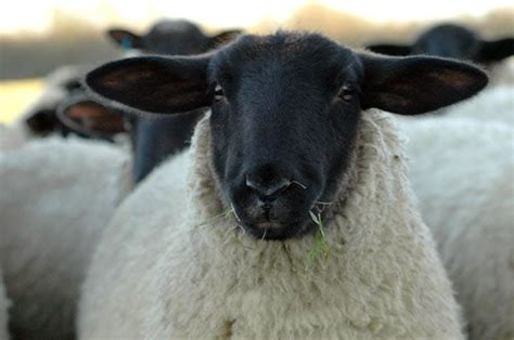 Suffolk Sheep | Suffolk Sheep Breed Information, History & Facts