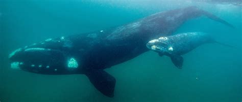 Massive Offshore Wind Project Gets Underway With Permission To ‘Take’ Endangered Whales - AR15.COM