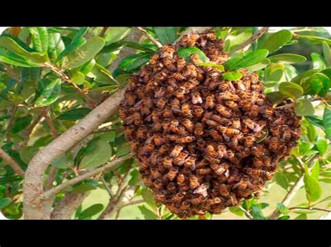 Panal de abejas casero: guía paso a paso para principiantes