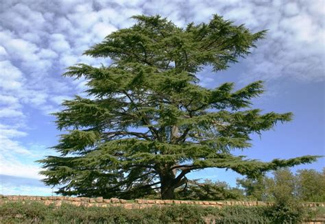 Cedar Tree Identification | Cedar trees, Weird trees, Plants