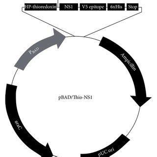 Recombinant plasmid showing the cloned NS1 gene between enterokinase ...