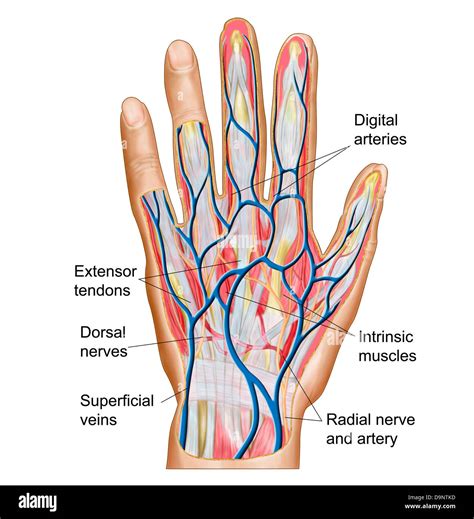 Anatomy of back of human hand Stock Photo: 57643361 - Alamy