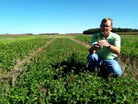 Medium Red Clover Cover Crop - YouTube