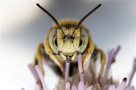 The World's Largest Bee Was Spotted For The First Time In Almost 40 ...