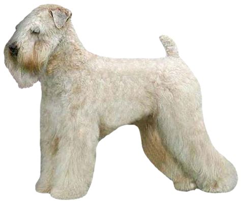 Do Wheaten Terriers Need Haircuts