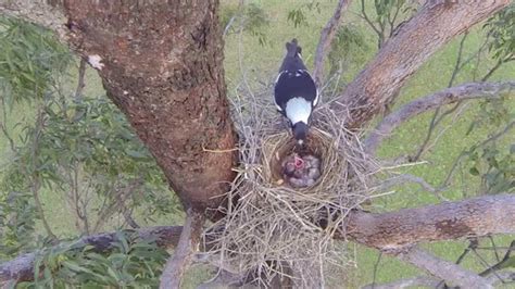 Baby Magpies in their nest - YouTube