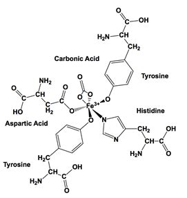 Transferrin - Chemistry LibreTexts