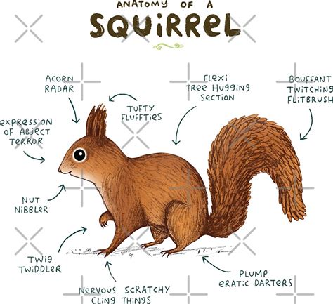 "Anatomy of a Squirrel" Stickers by Sophie Corrigan | Redbubble