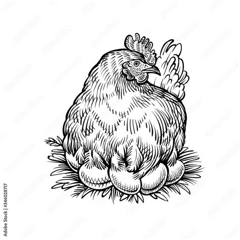 Hen on the nest, vector sketch. Farm chicken with eggs, vintage illustration in engraving style ...