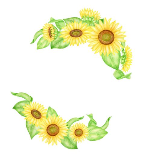 Clip Art Of Yellow Sunflowers Border Illustrations, Royalty-Free Vector ...