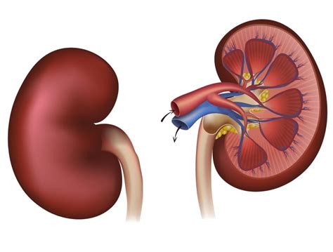 Interstitial Nephritis - familydoctor.org