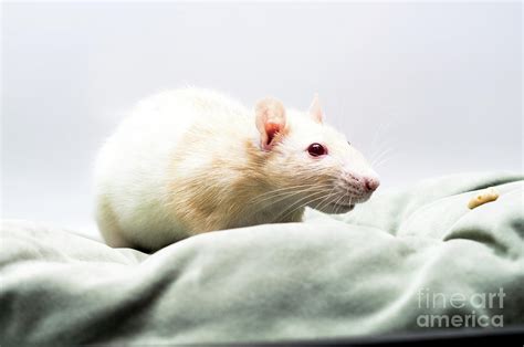 White rat Photograph by Toro The Bull - Arturelia - Pixels