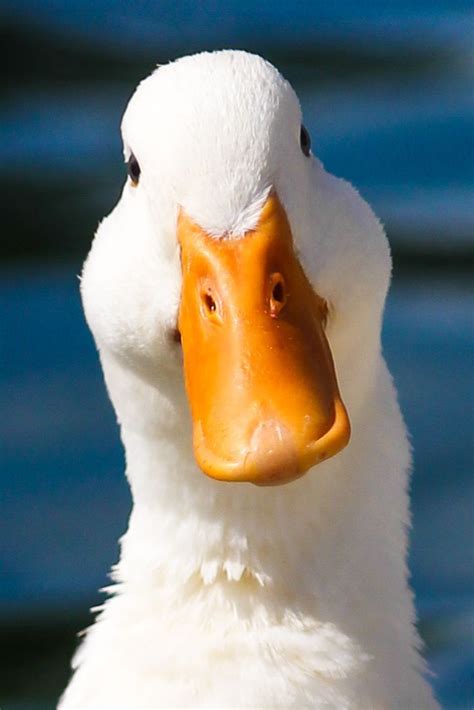 An American Pekin Duck Tom shot at Echo Park Lake in Los Angeles ...