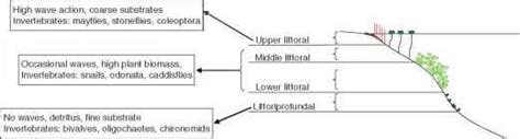 Littoral Zone - Lake Ecosystems - Climate Policy Watcher