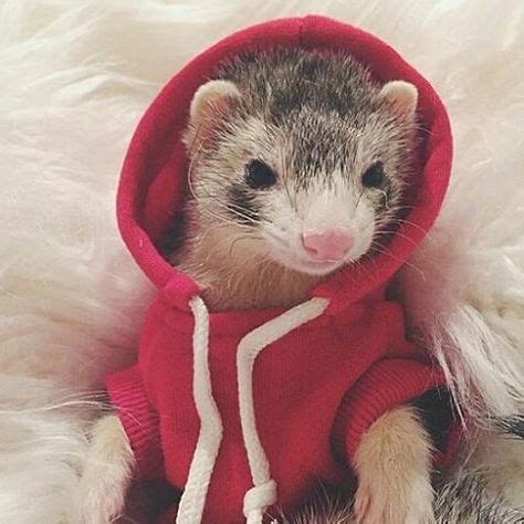 8 Best Ferrets in sweaters.. images | Ferrets in sweaters, Baby ferrets, Pet ferret