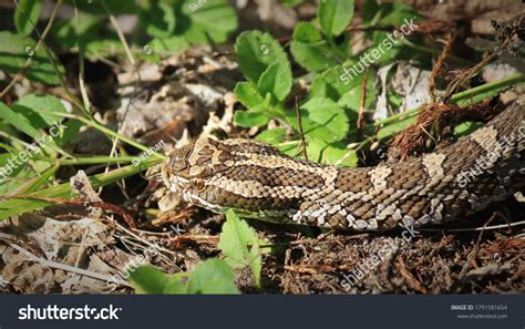 Closeup Massasauga Rattlesnake Identification Photograph Stock Photo ...