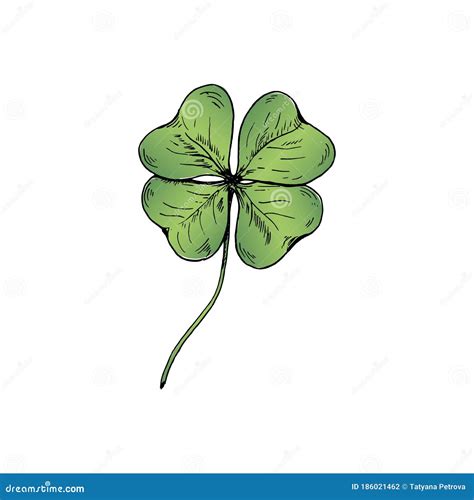 Clover Sketch. Hand Drawn Green Four Leaf Clover Stock Vector - Illustration of green, draw ...