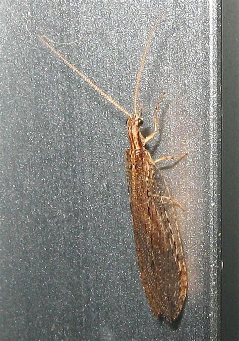 Esperance Fauna: Brown Lacewings - Hemerobiidae