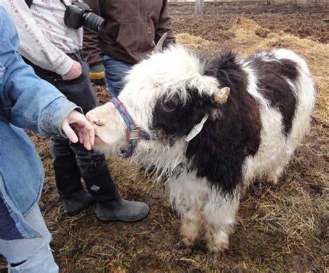 Yak Man Yak Farm–April 2011 | The Foxloft