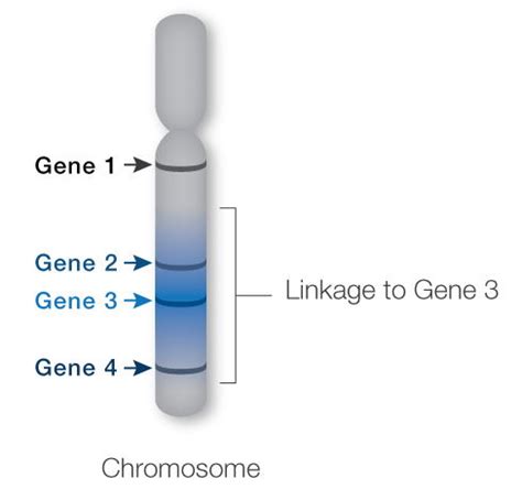 Genetic Linkage