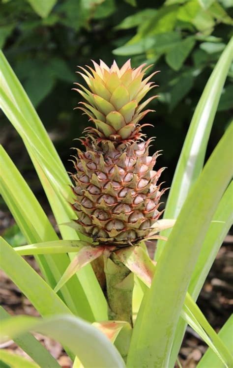 Coltivare una varietà di ananas: come prendersi cura di una varietà di ananas - Il Giardino ...