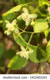 Aegle Marmelos Flower Most Common Names Stock Photo 1412401241 | Shutterstock