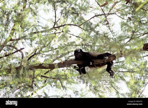 Sloth hanging on tree hi-res stock photography and images - Alamy