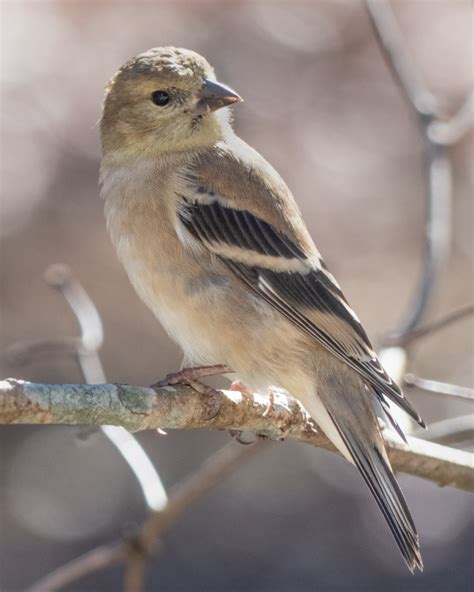 American Goldfinch - FeederWatch