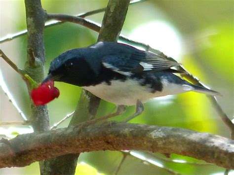 Overwintering migratory birds a highlight of Mastic Trail - Cayman Compass