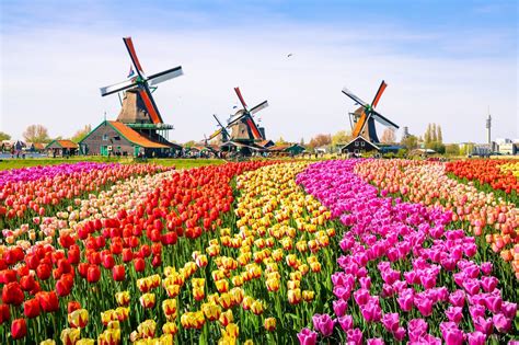 Dé 15 mooiste tulpenvelden & bollenvelden in Nederland 2024