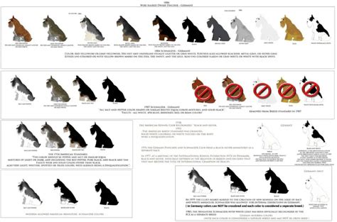 Why Is My Schnauzer Changing Colors? (5 Reasons & What to Do) - The ...