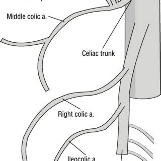 (PDF) The middle colic artery originating from the coeliac trunk