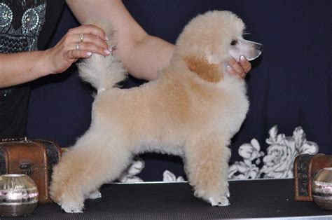 Male puppy mini white poodle – Dogs Jelena Dog Shows