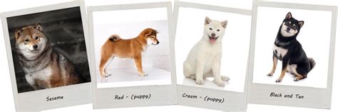 Shiba Inu Appearance - My First Shiba Inu