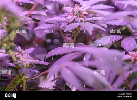 Thc crystals hi-res stock photography and images - Alamy