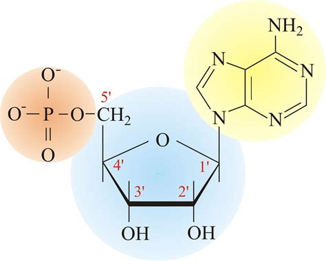 Macromolecules: Nucleotides are monomers in nucleic acid ...