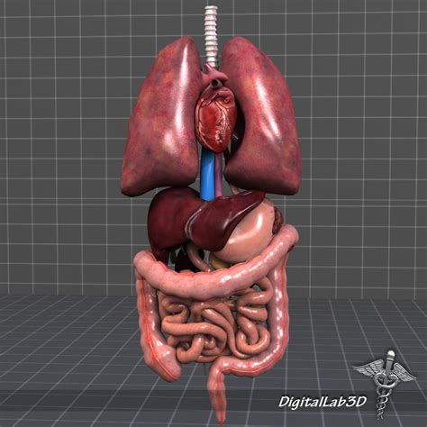 Internal Organs Model Labeled