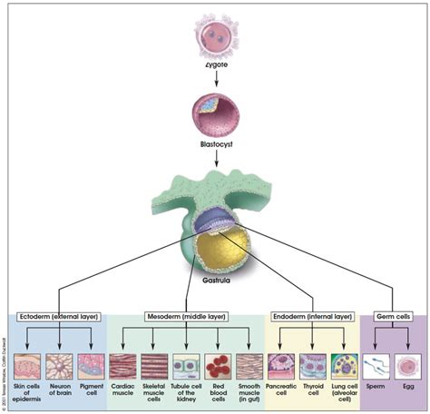 File:Inner cell mass cartoon.jpg - Embryology