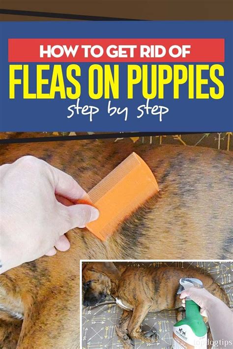 what color are fleas on dogs - Strains Webzine Diaporama