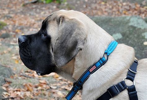 MASTÍN INGLÉS (English mastiff) | Todo sobre esta raza de perros