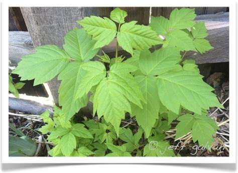 Boxelder – Identifying by Leaves | Boulder Tree Care - Pruning & Tree Removal Services