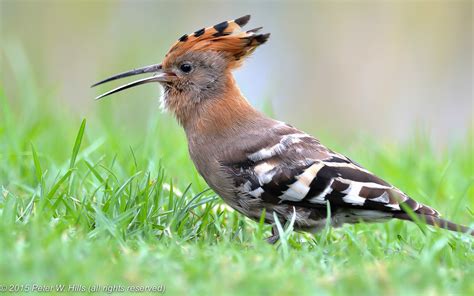 Hoopoe African (Upupa africana) - Cape West South Africa - World Bird Photos