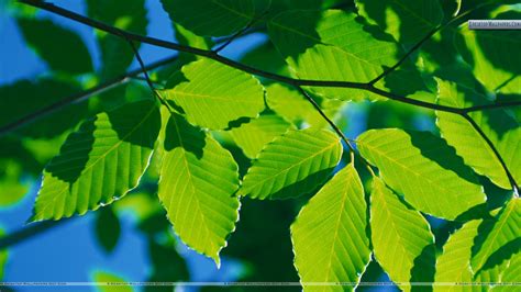 Tree Leaf Wallpaper - WallpaperSafari