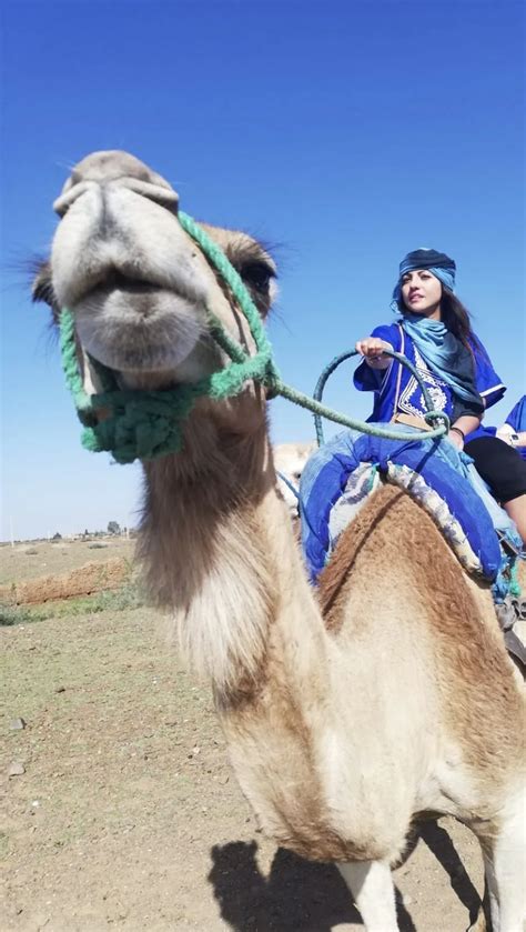 The Best Guide to Camel Trekking in Morocco