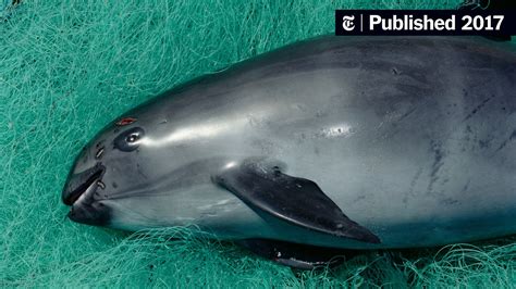 Before Vaquitas Vanish, a Desperate Bid to Save Them - The New York Times