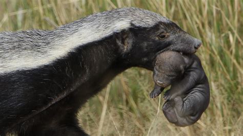 Honey Badgers Don't Care Because They're Ferocious | HowStuffWorks