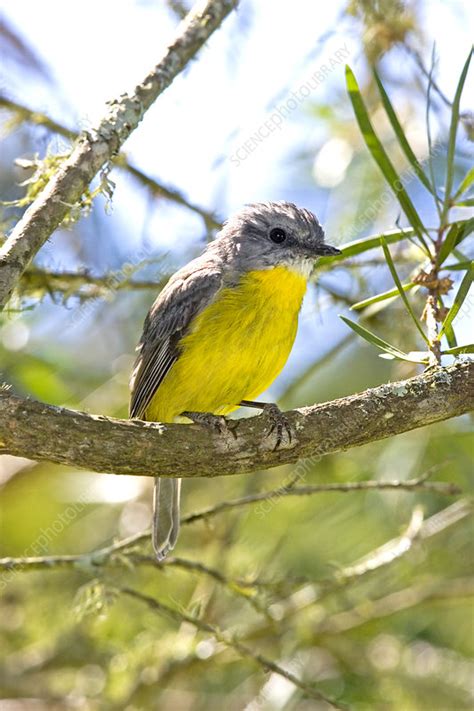 Eastern yellow robin - Stock Image - F031/4600 - Science Photo Library