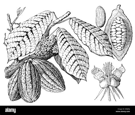 Cacao tree botanical drawing hi-res stock photography and images - Alamy